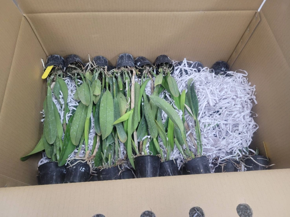 Package of 2.5