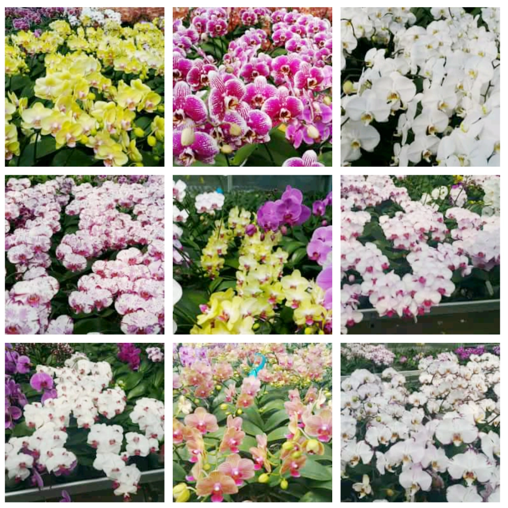 Phalaenopsis