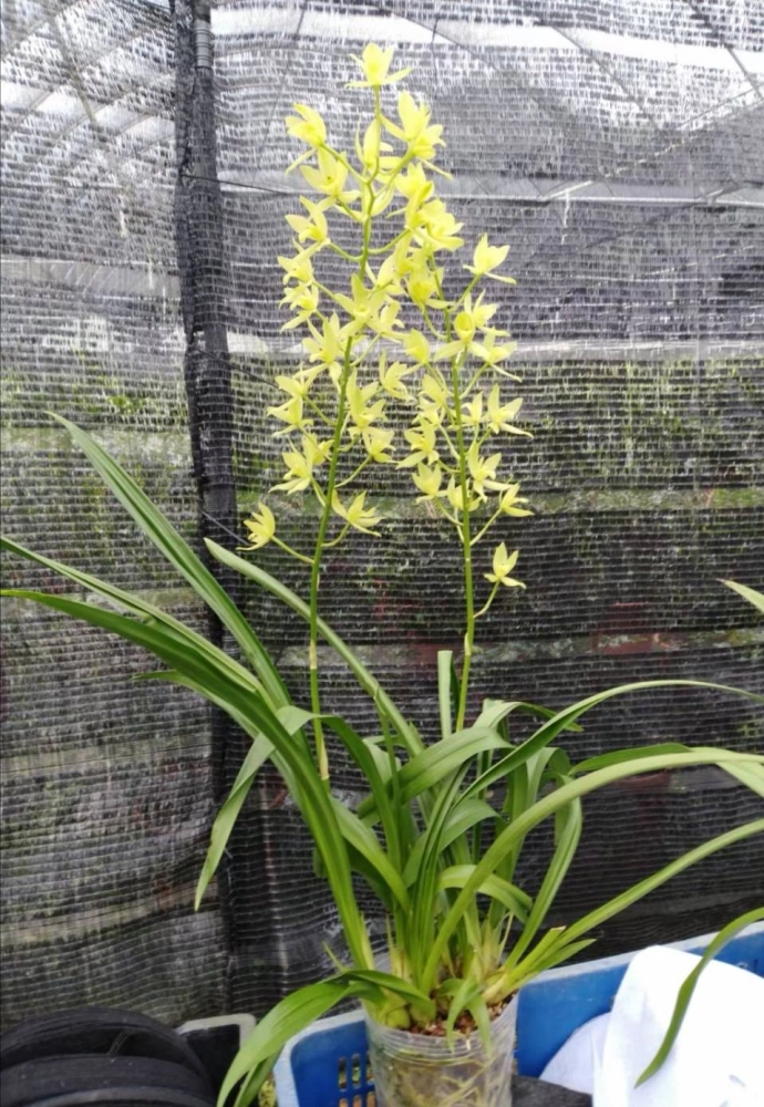 Cymbidium