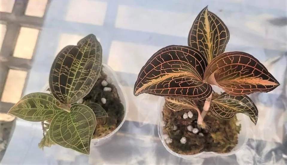 Jewel Orchids