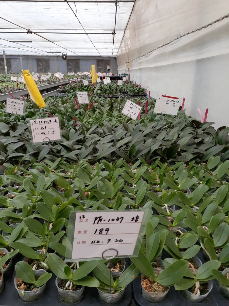 Cultivation of 1.7