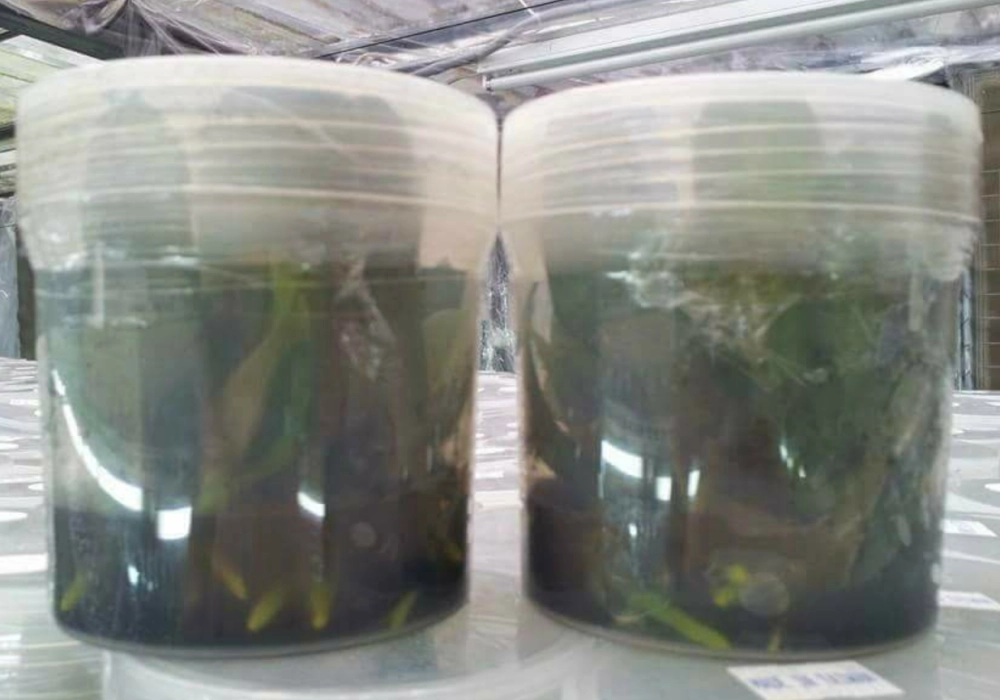 Seedlings of Phalaenopsis