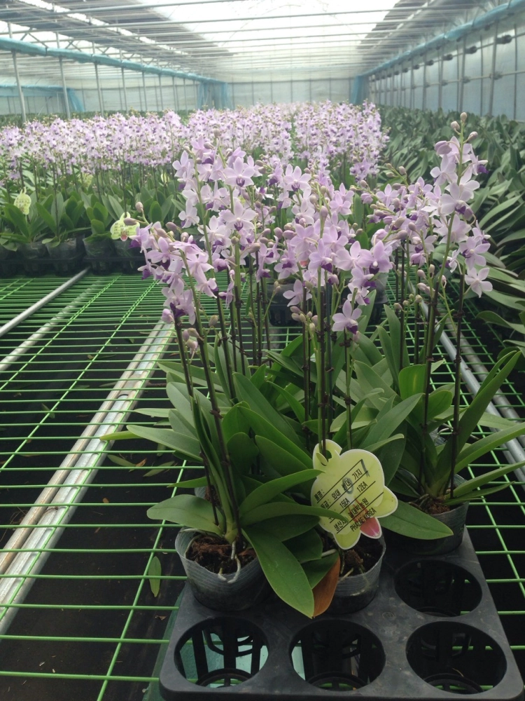 Seedlings of Phalaenopsis