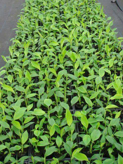 Seedlings of Phalaenopsis