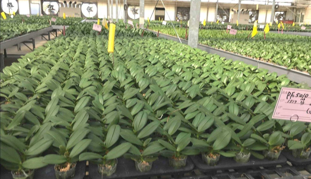 Seedlings of Phalaenopsis