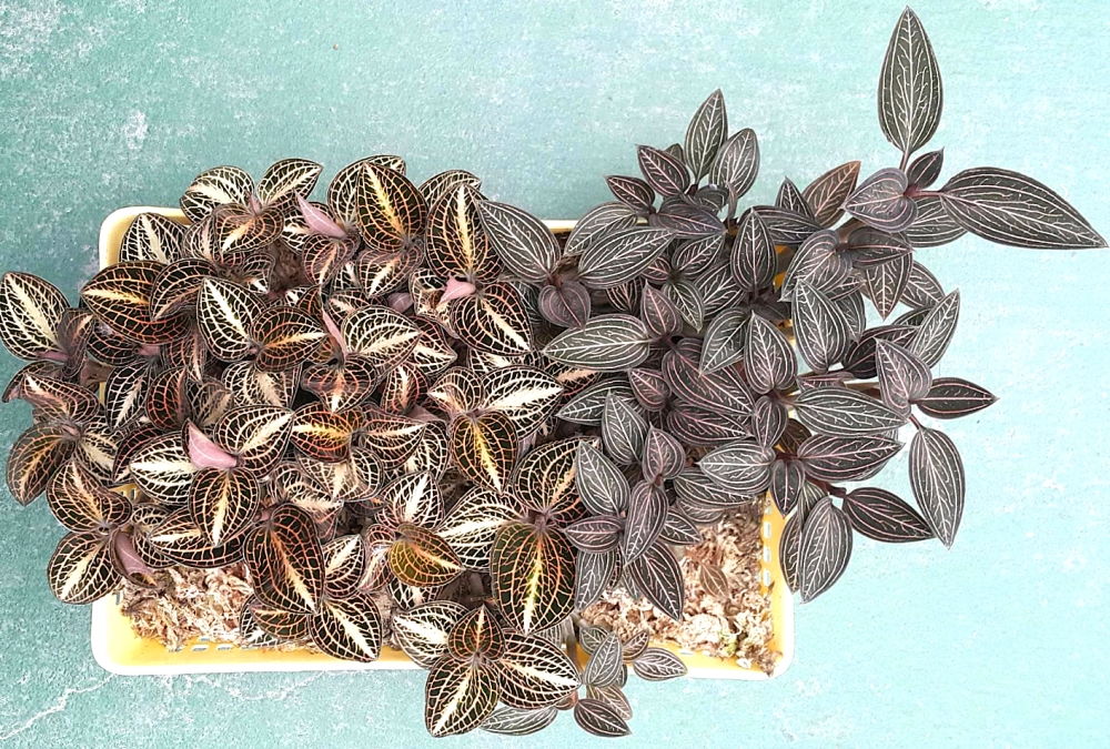 Cultivation with sphagnum