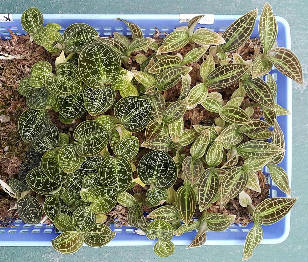 Cultivation with sphagnum 01