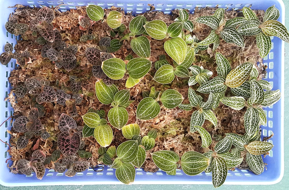 Cultivation with sphagnum 02