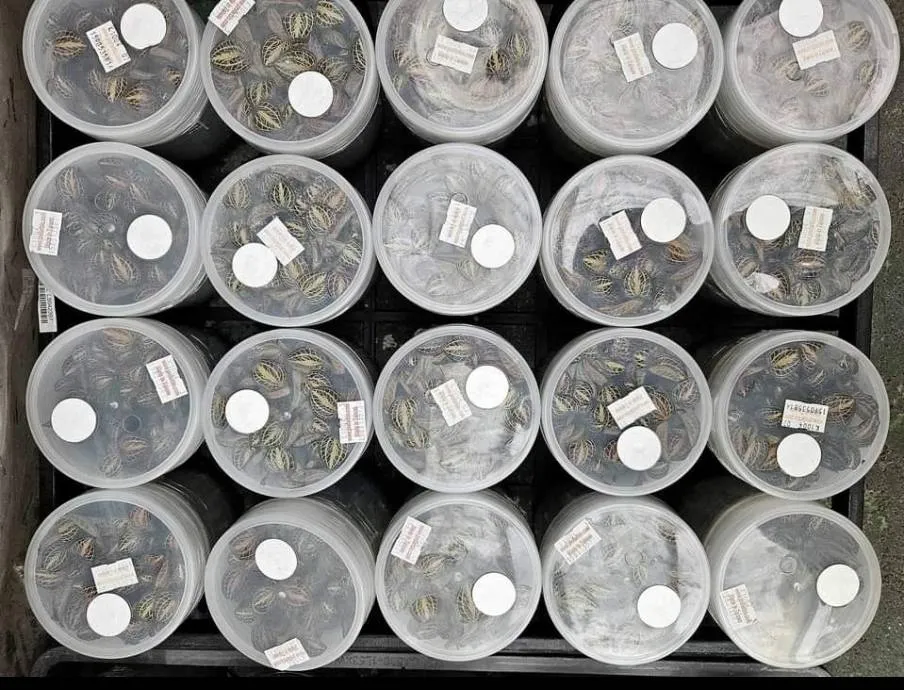Jewel orchids in vitro.