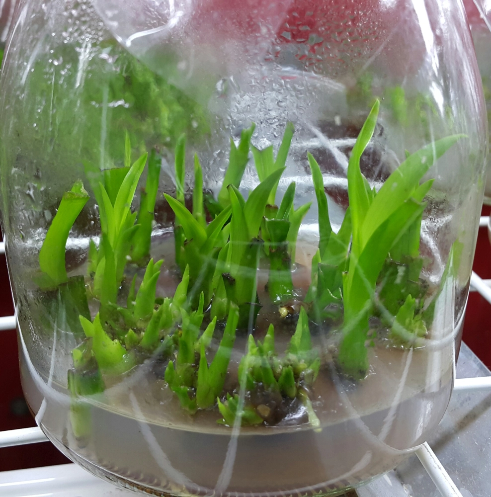 Shoots Propagation of Cymbidium in vitro.
