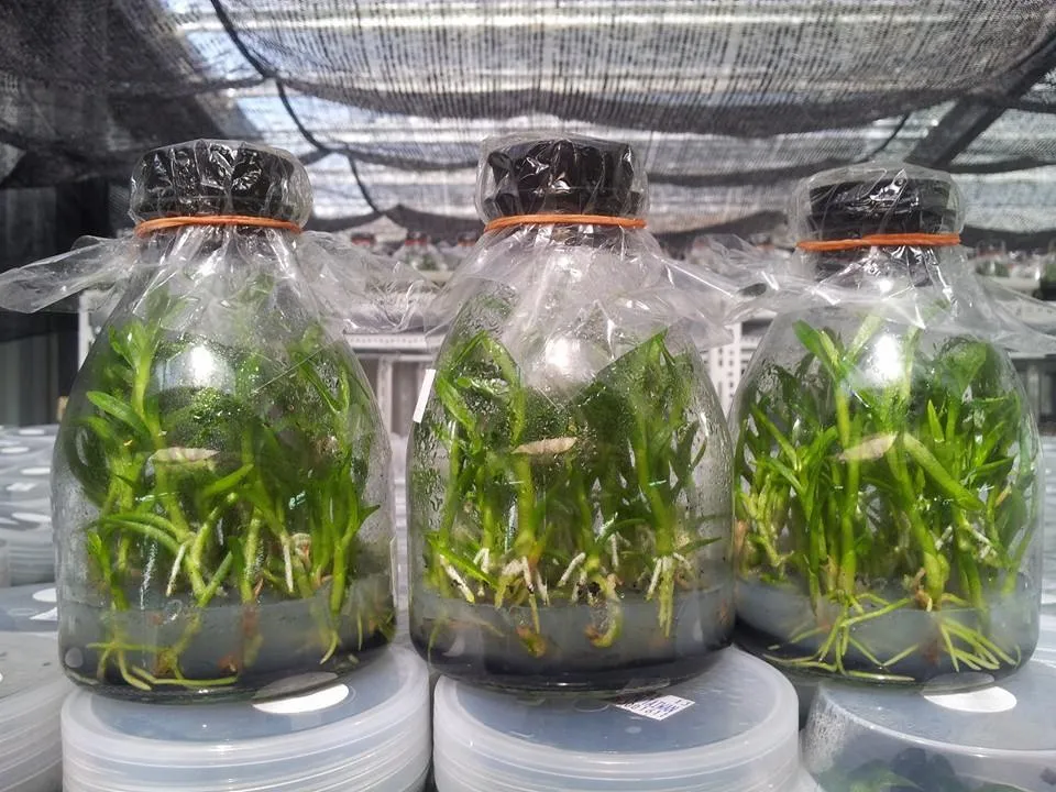 The final stage of Dendrobium Nobile