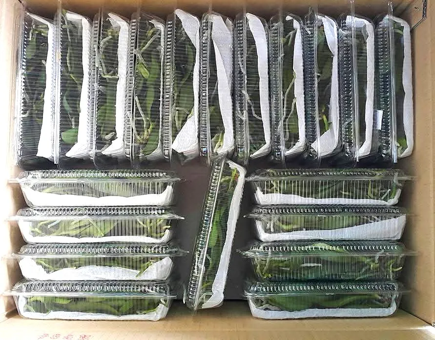 Light Package of Dendrobium For Shipment