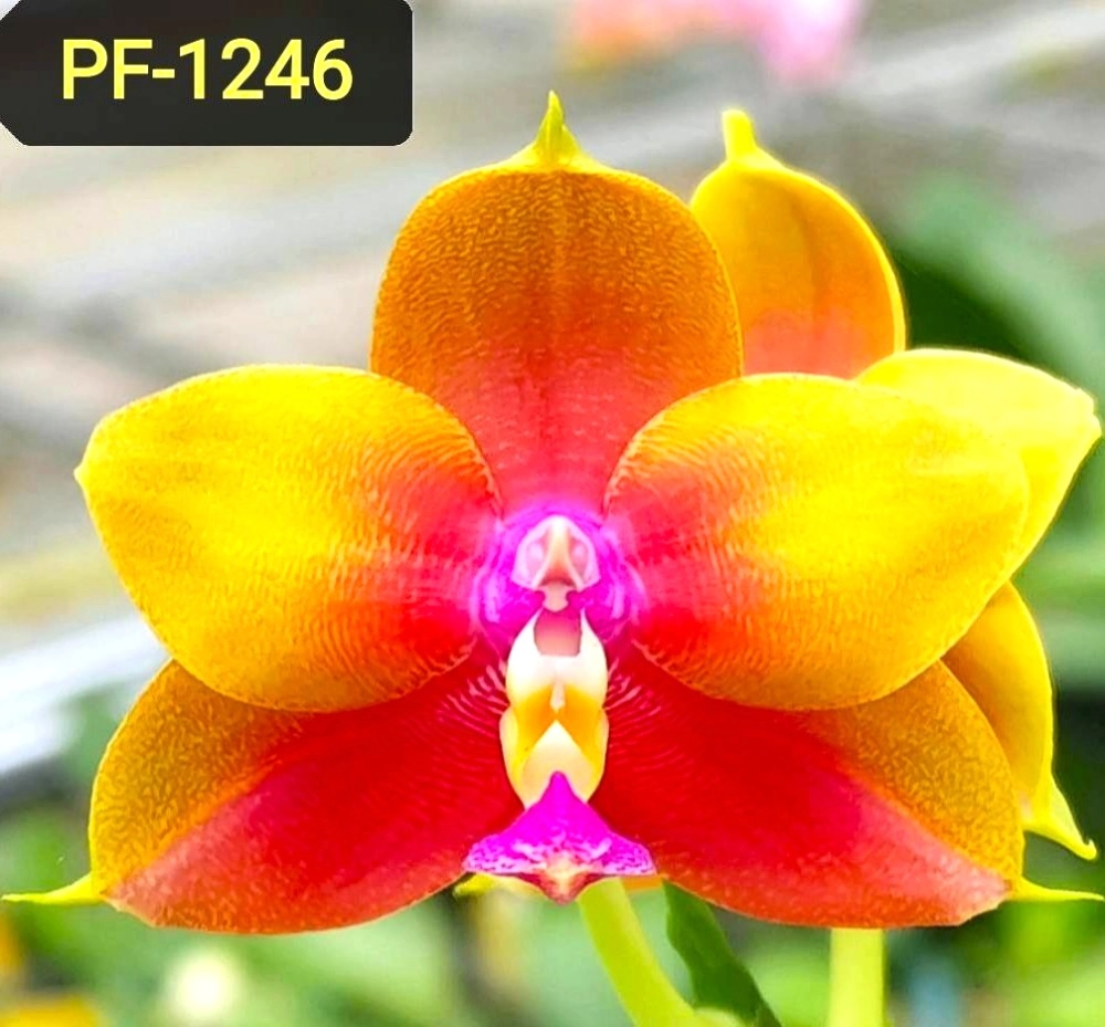 P. Profar Rainbow Heart