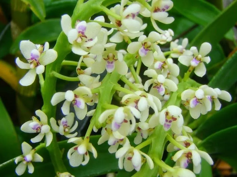 Tuberolabium kotoense