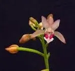 Oeceoclades monophylla