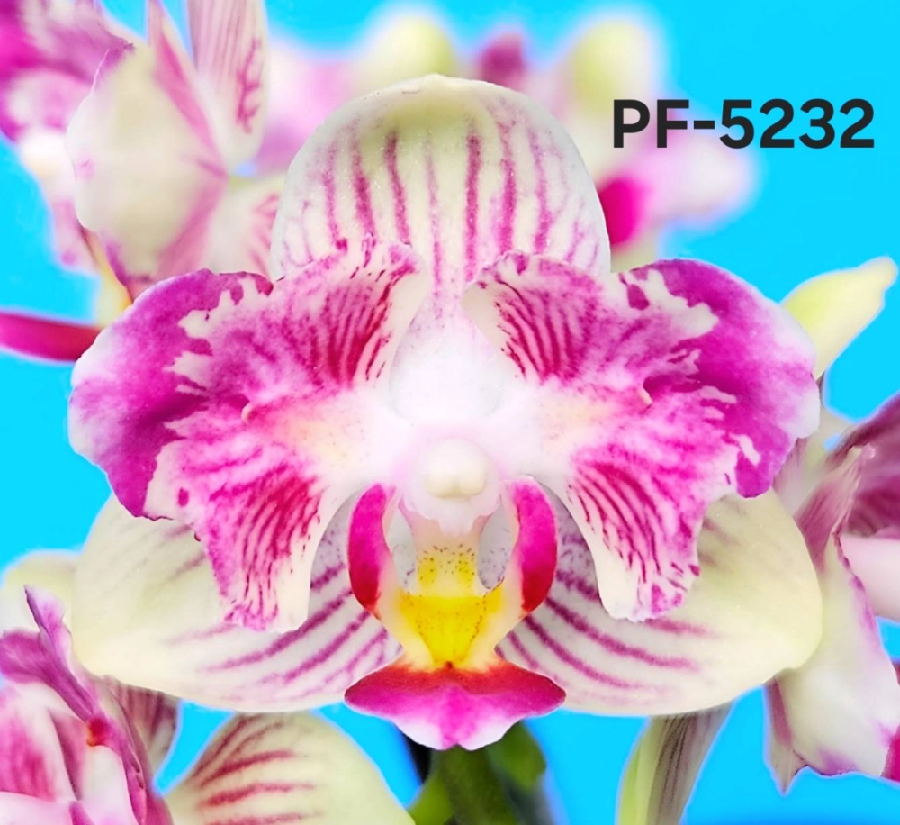 P. Profar Rainbow Stars