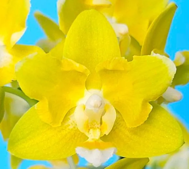 P. Profar Golden Baby