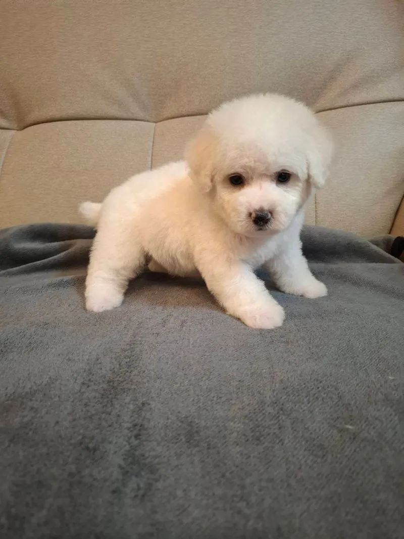 小體比熊 弟弟&妹妹