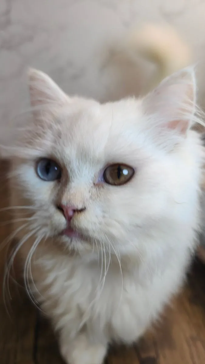 超稀有白異瞳小布舞曲