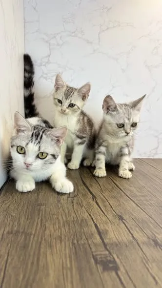 美國短毛貓 弟弟&妹妹
