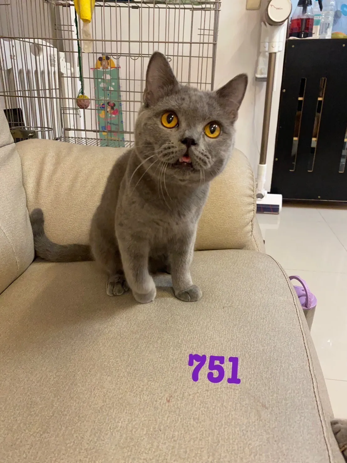 英國短毛貓弟弟妹妹-藍貓