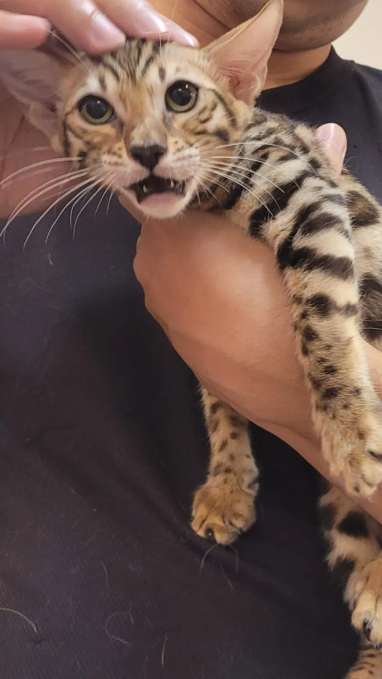 豹貓/孟加拉豹貓