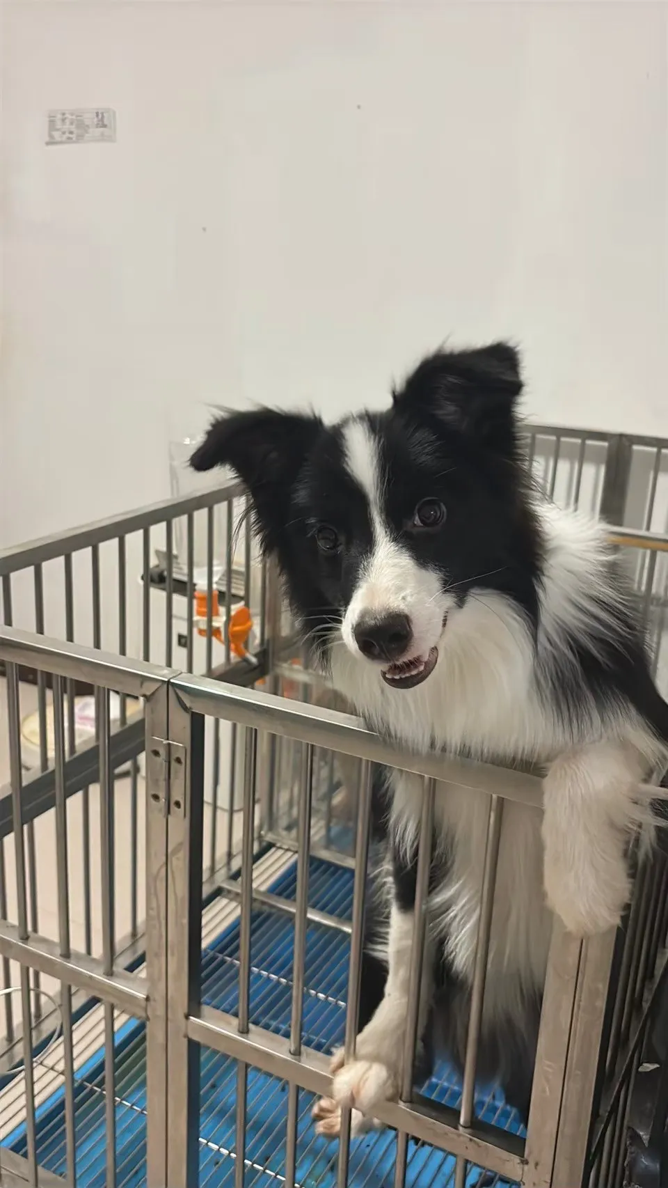 待售邊境牧羊犬