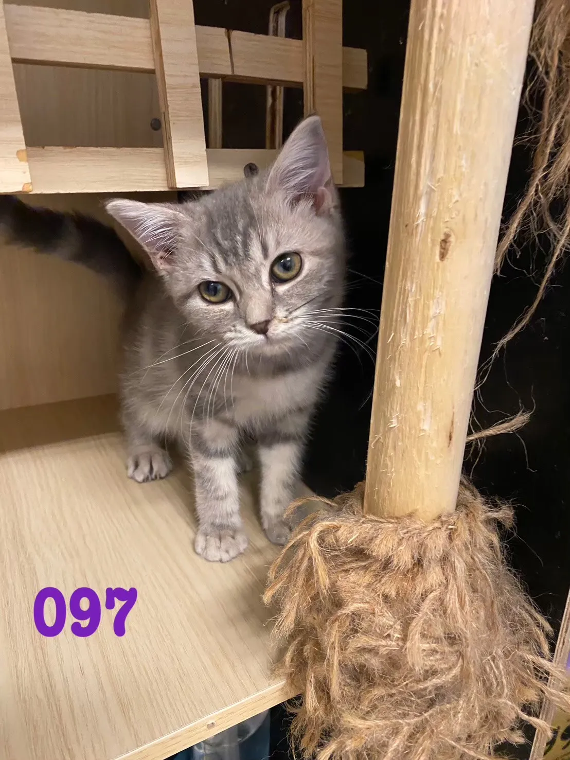 待售貓咪097