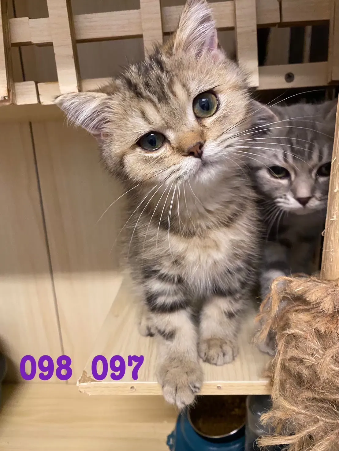 待售貓咪098