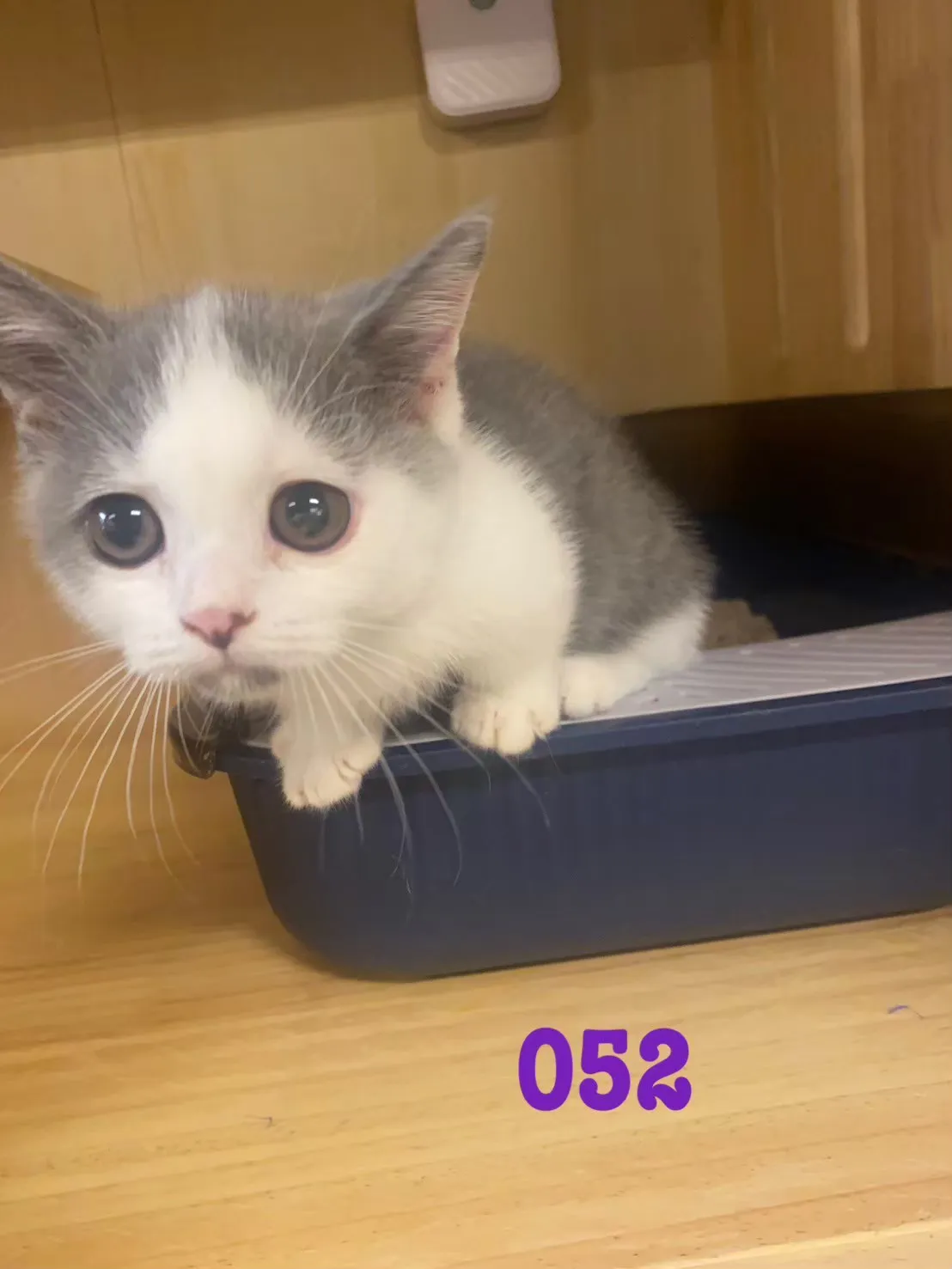 待售貓咪052