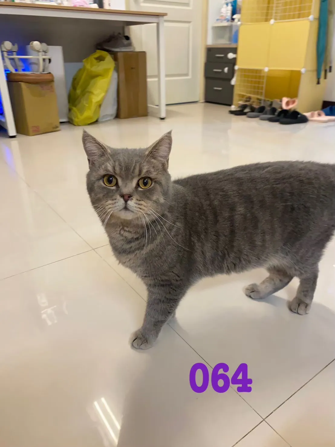 待售貓咪064