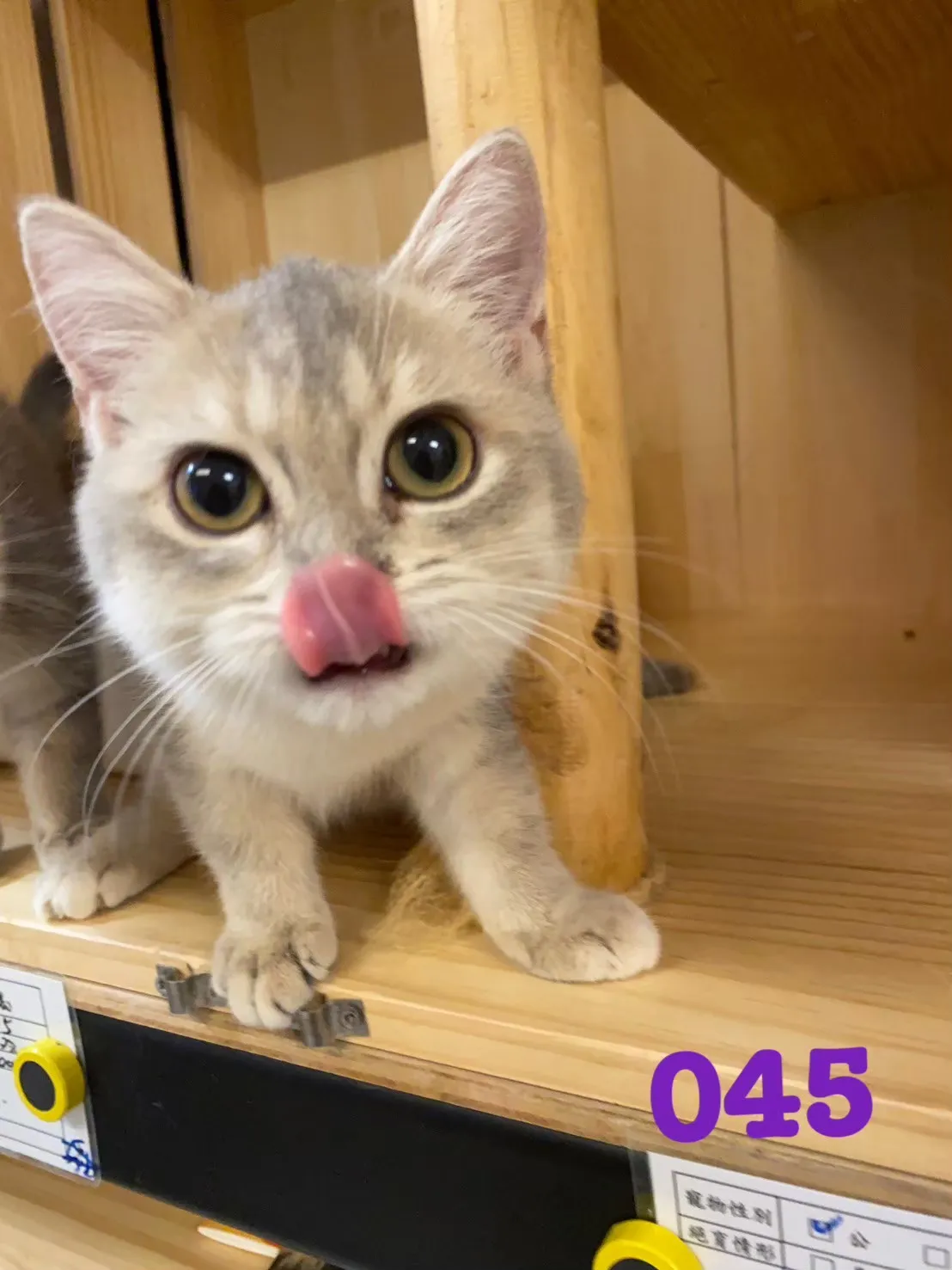 待售貓咪045