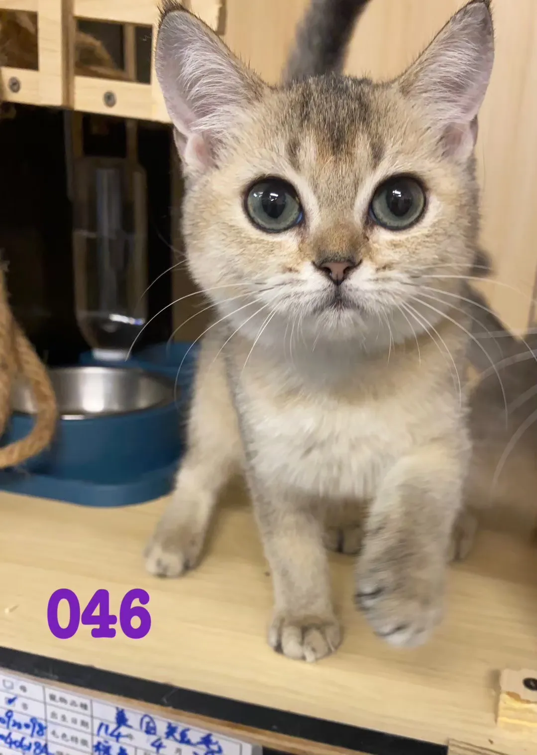 待售貓咪046
