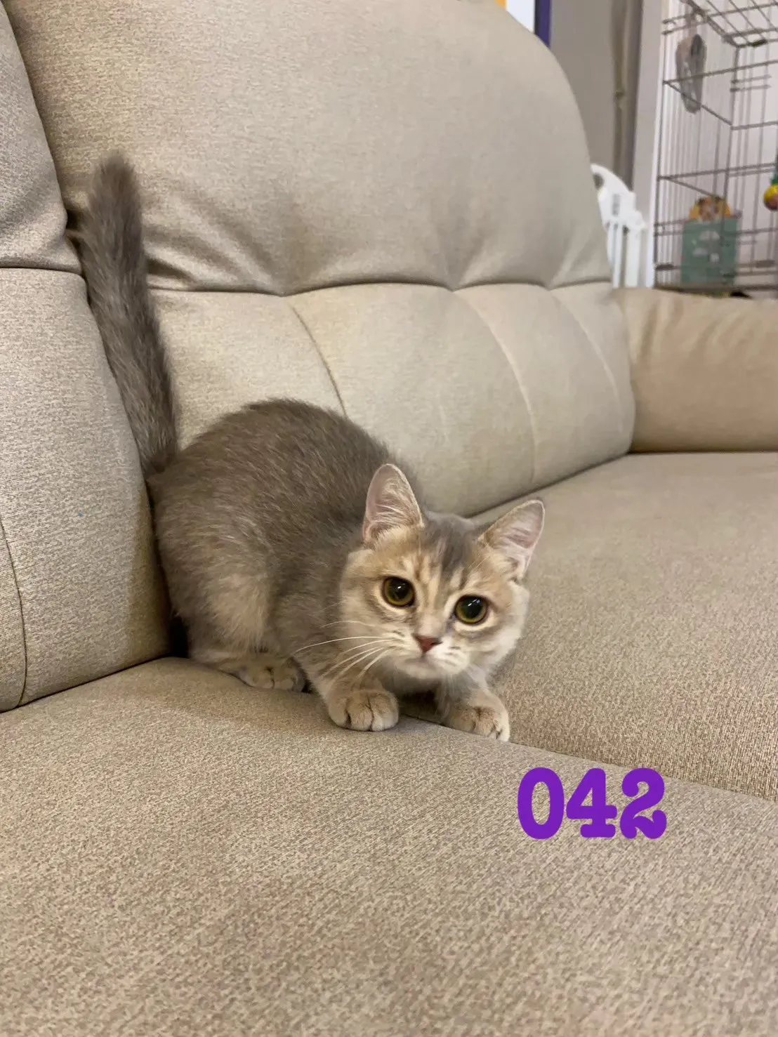 待售貓咪042