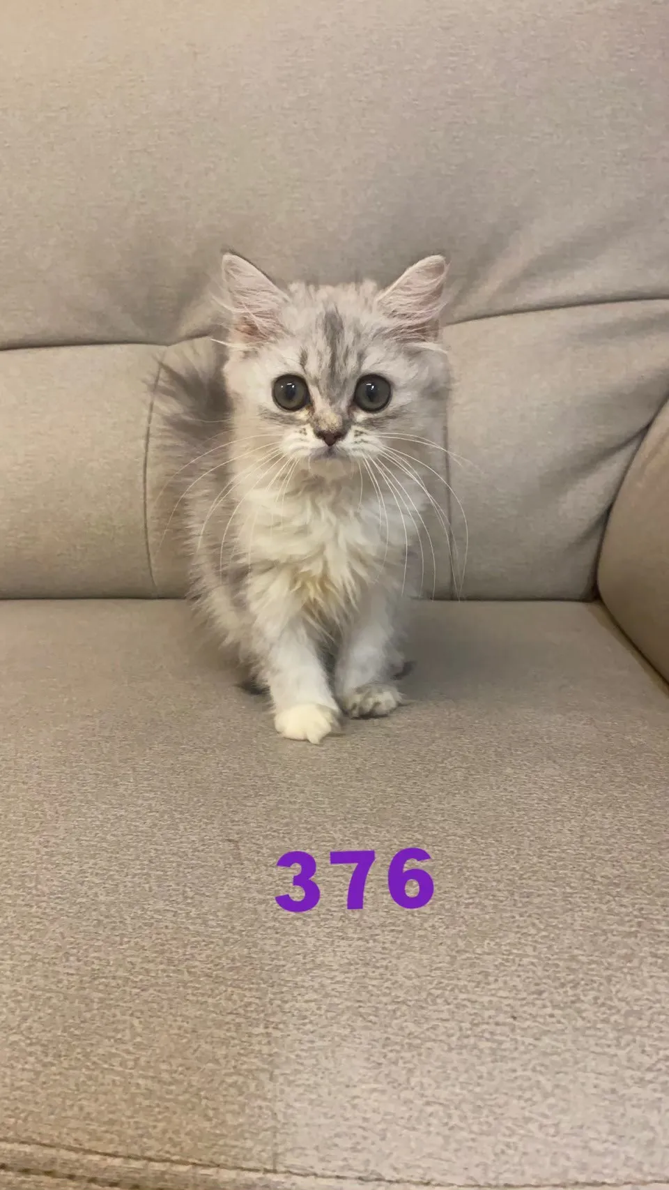 待售貓咪376