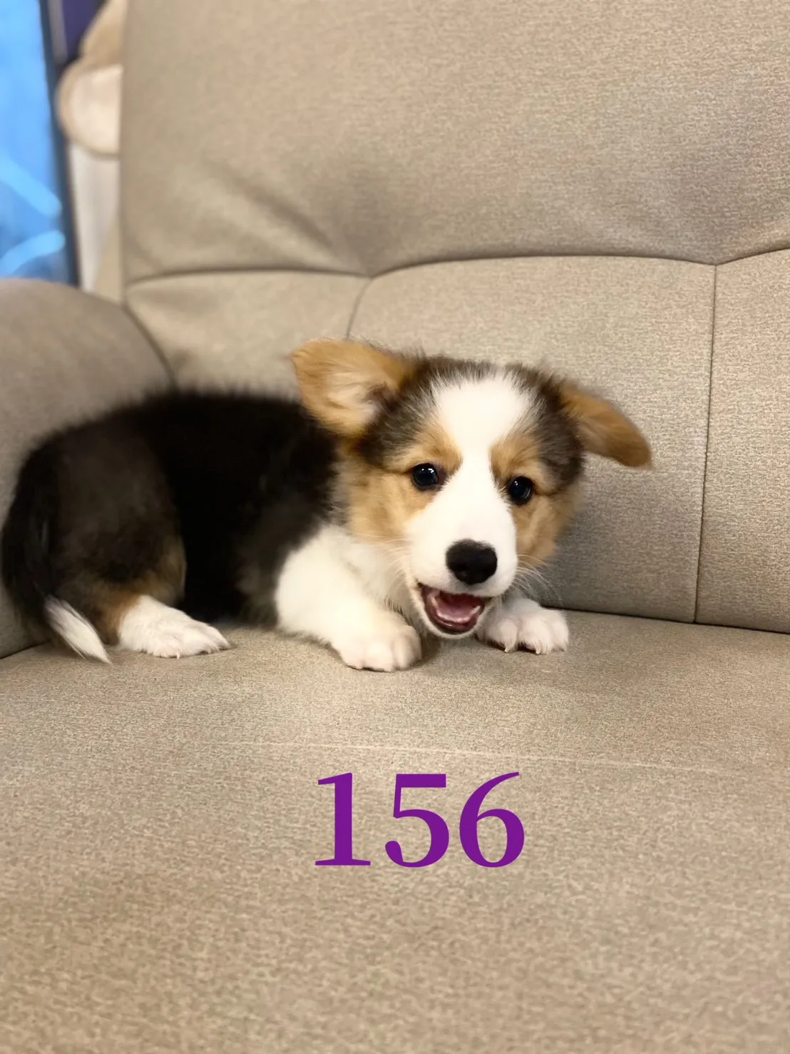 三色柯基妹妹156