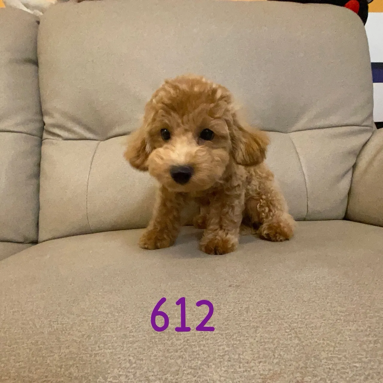 泰迪比熊妹妹612