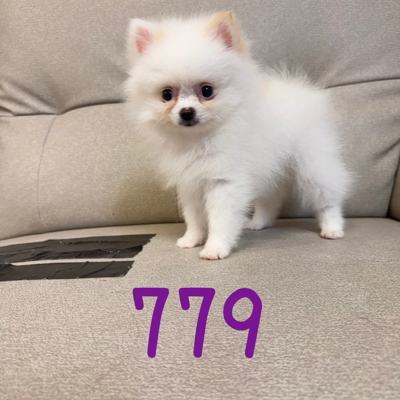 待售松鼠博美779