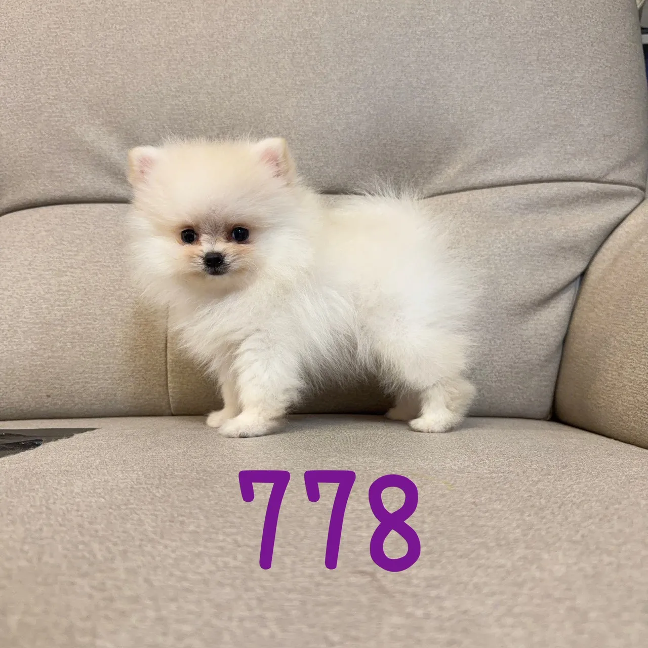 待售松鼠博美778