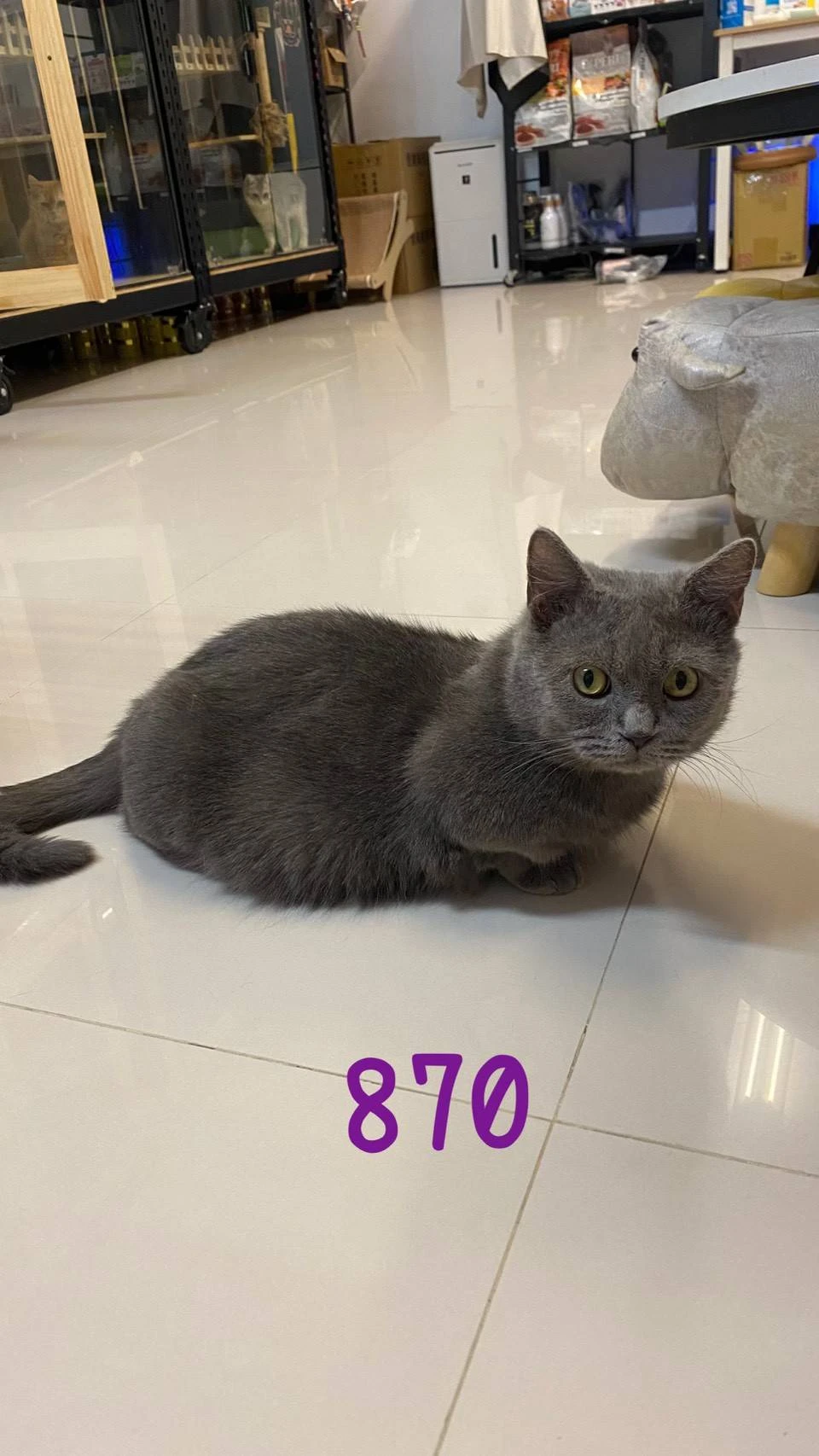 待售藍曼赤肯870