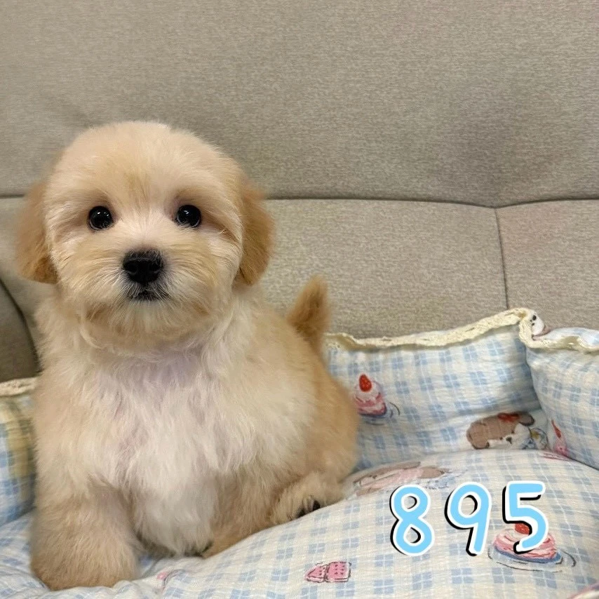 待售瑪爾泰迪895