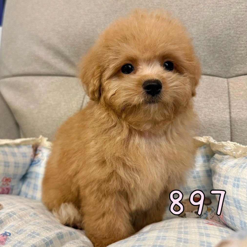 待售瑪爾泰迪897