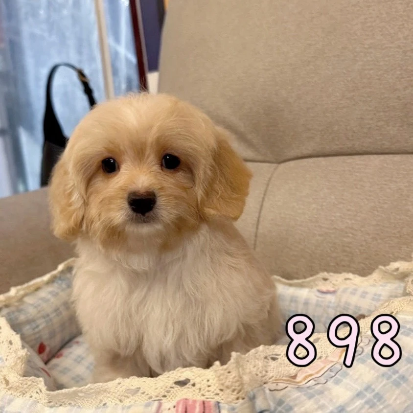 待售瑪爾泰迪898