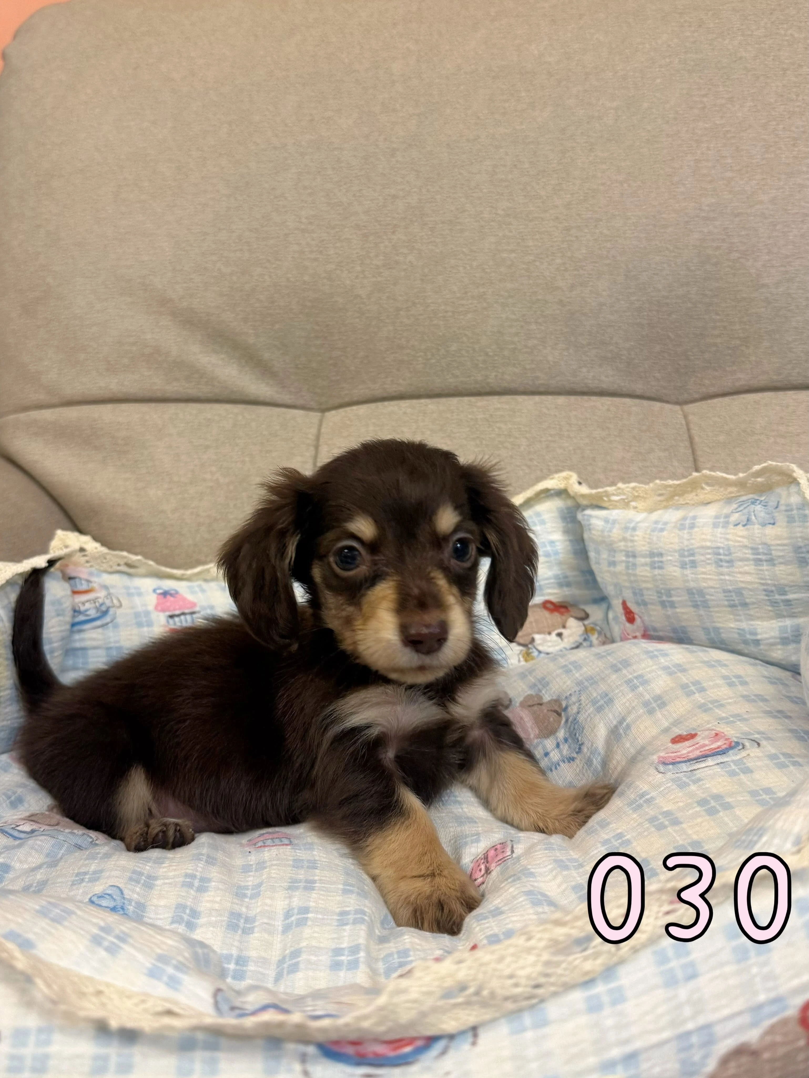 待售巧奶臘腸030