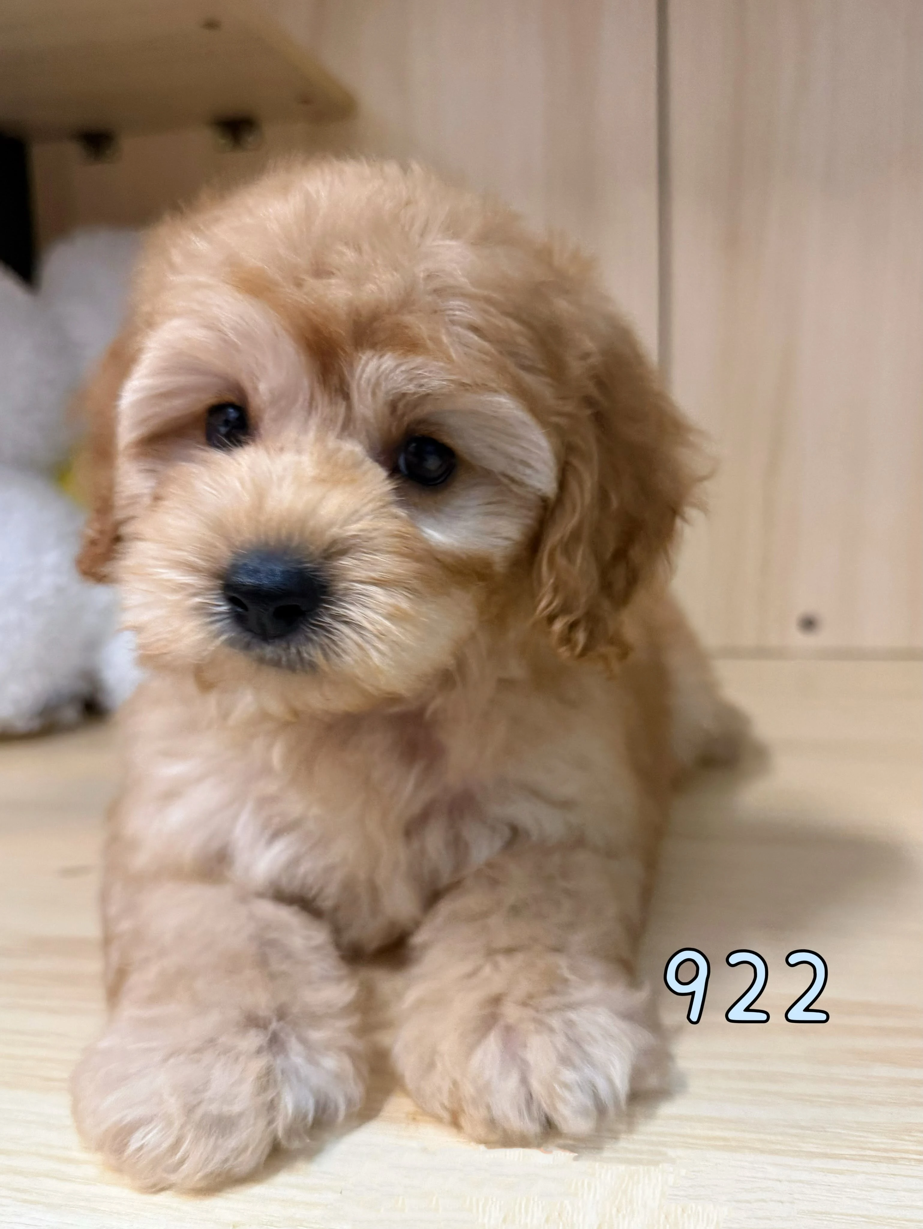 奶油貴賓922