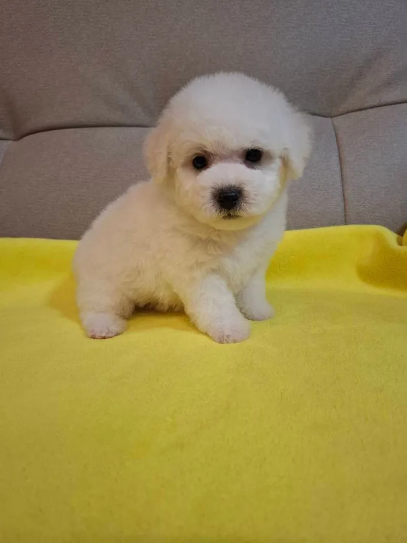 小體比熊 弟弟&妹妹