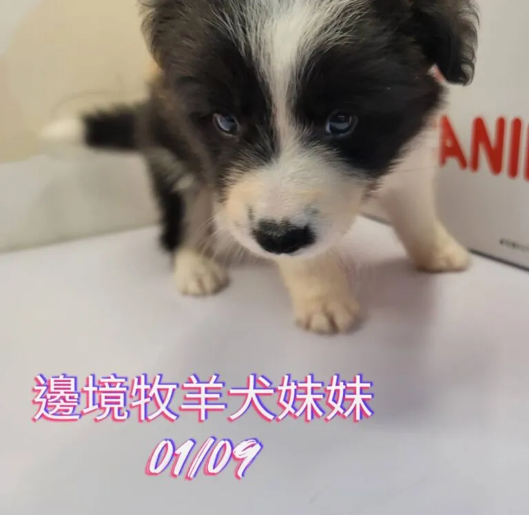 邊境牧羊犬