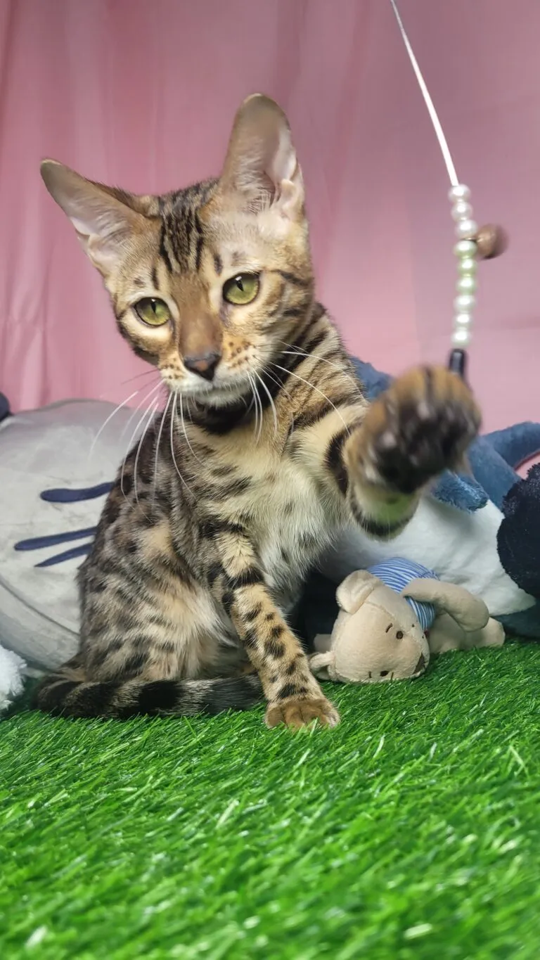 豹貓/孟加拉豹貓