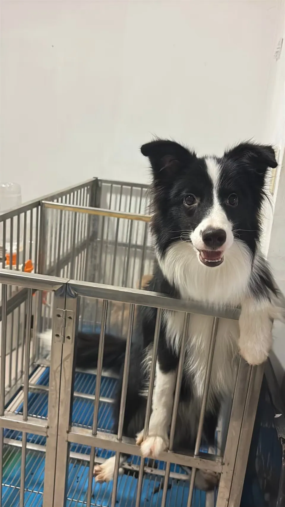 待售邊境牧羊犬