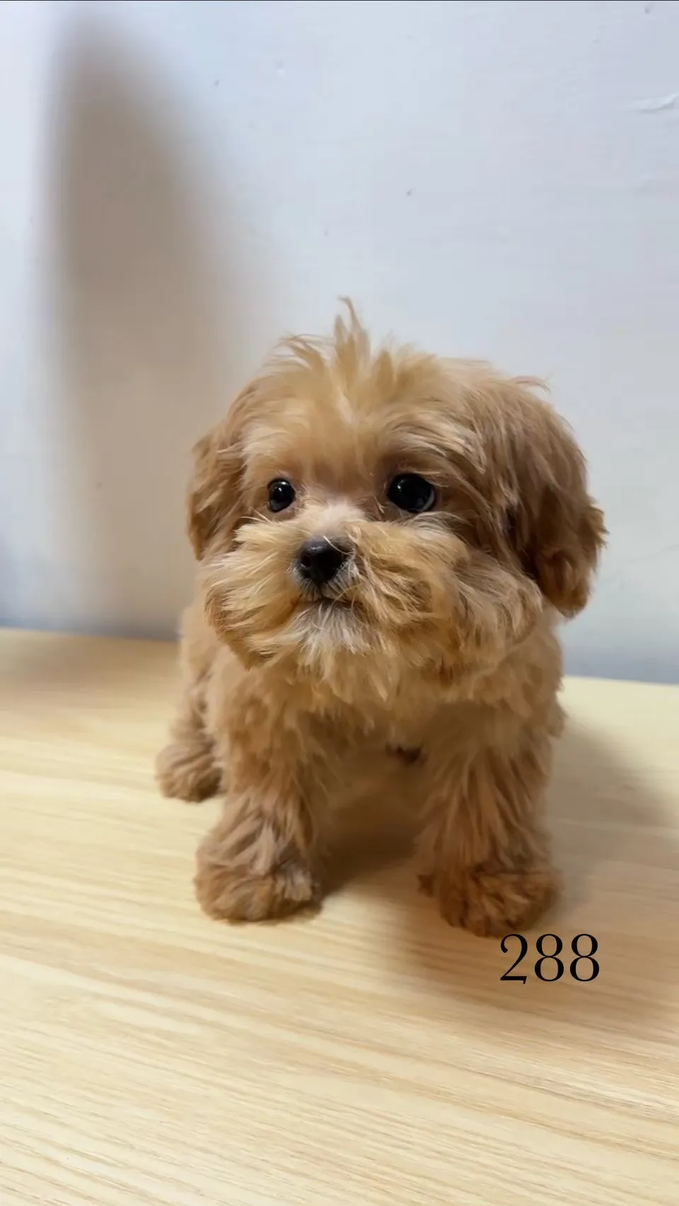 待售狗狗288